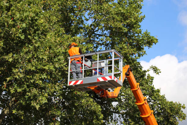 Trusted Knoxville, IA Tree Services Experts